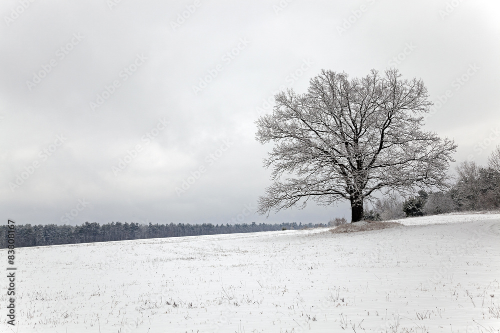 tree in the field tree in the field