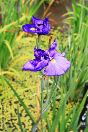 purple Japanese iris flower