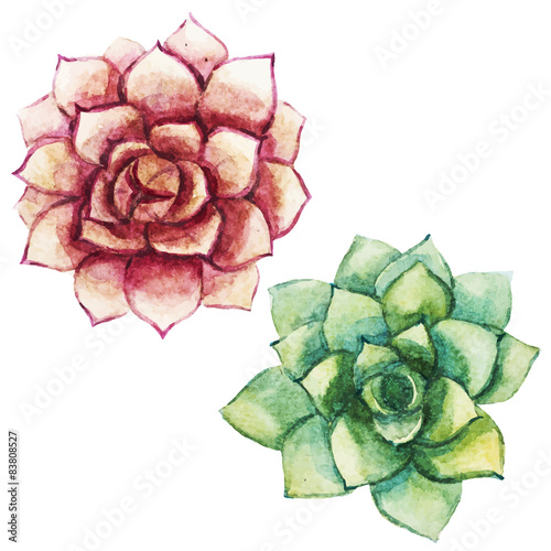 Nice watercolor succulents