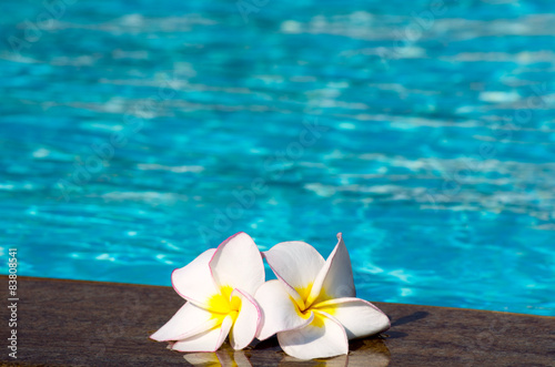  flower Plumeria  on swimming pool © Pakhnyushchyy