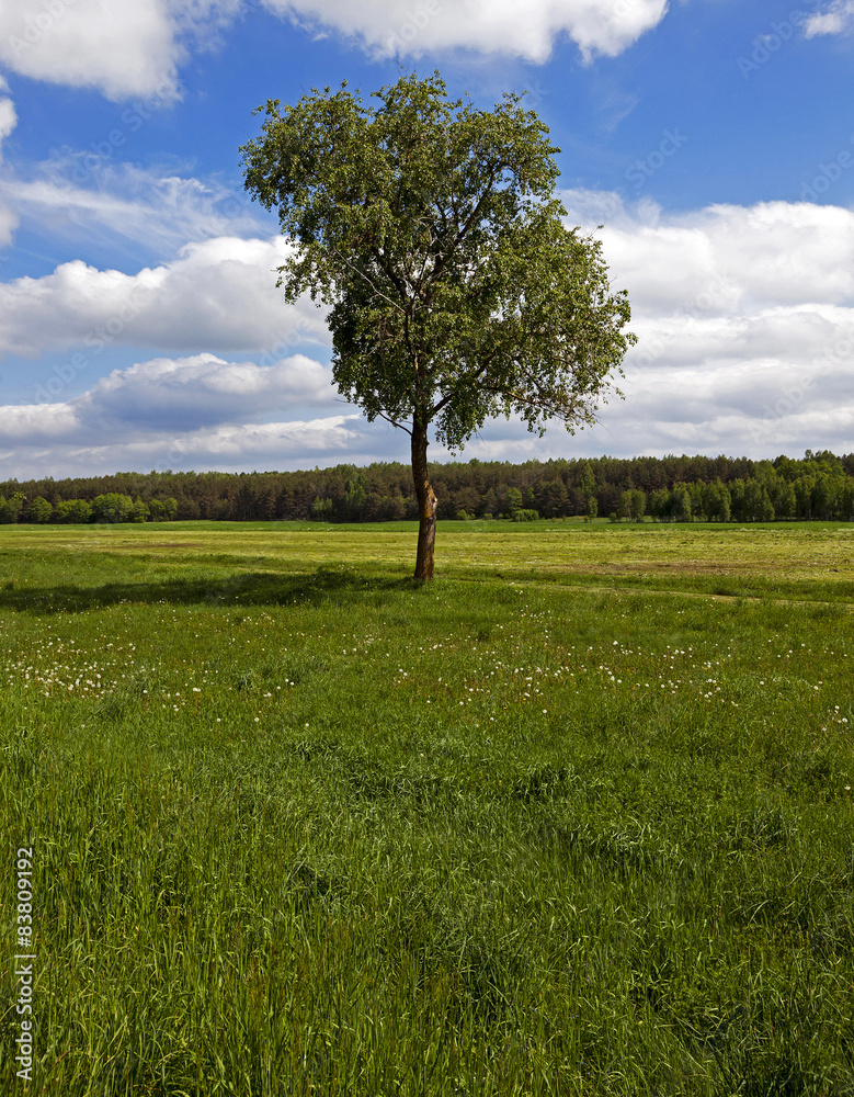 Fototapeta premium tree in the field 