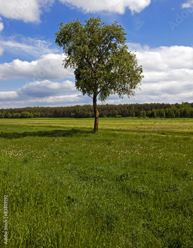 tree in the field  