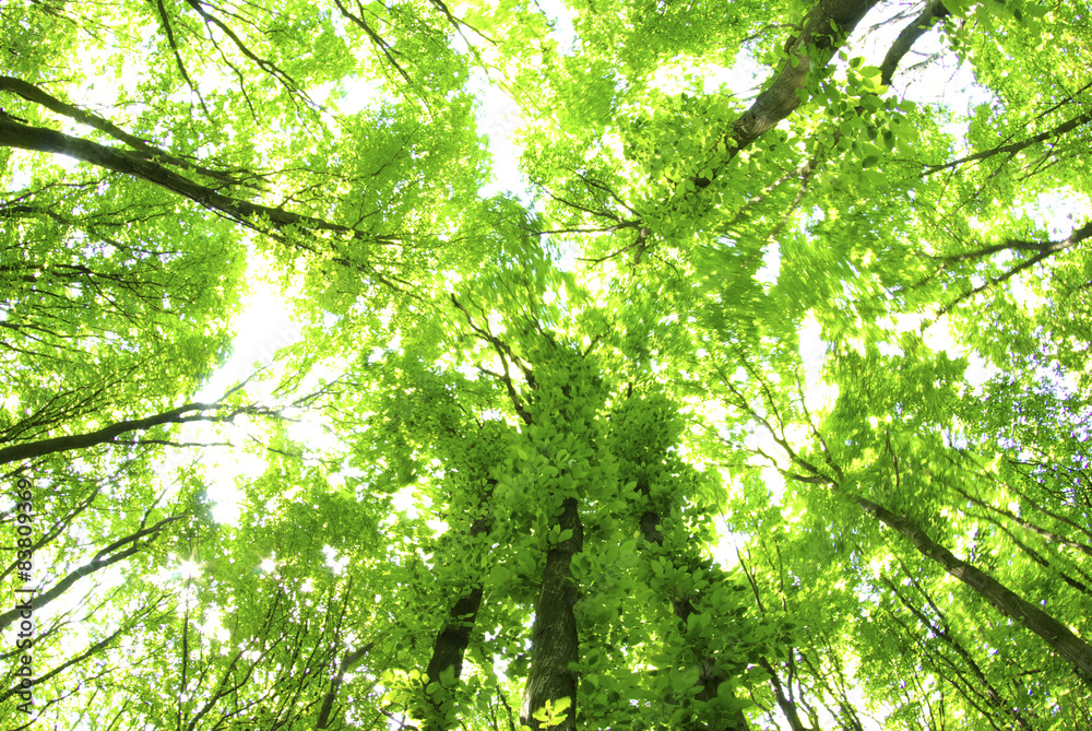 Obraz premium green leaves