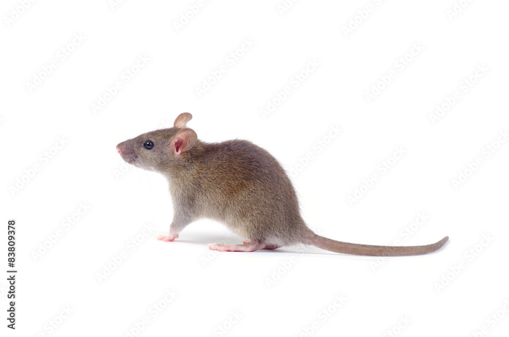 rat