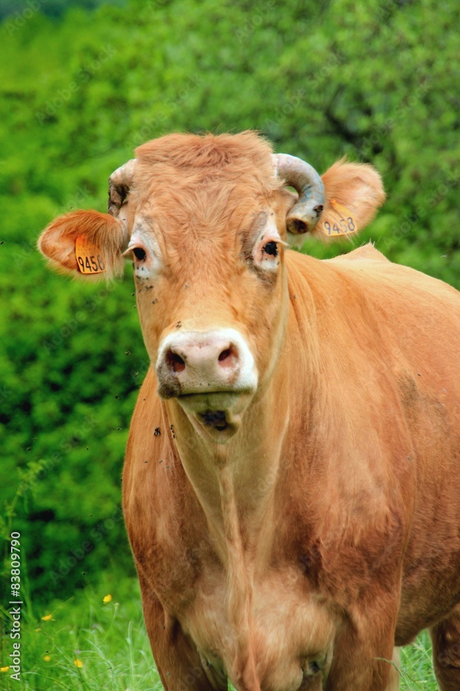 Vaches Limousines. Vaches Limousines.