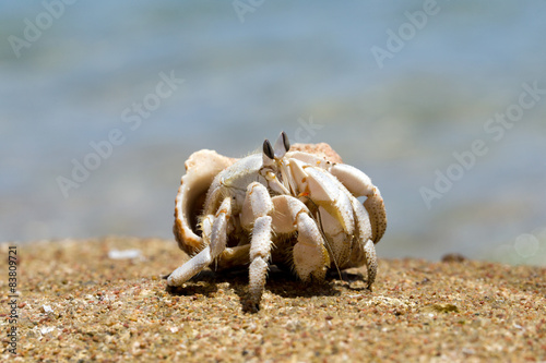  Crab