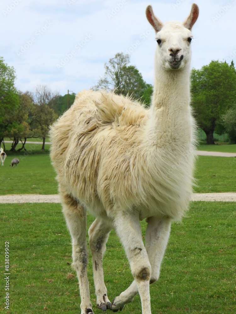 Fototapeta premium lama