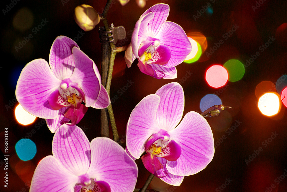 orchid