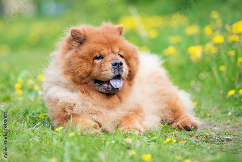 red chow chow dog lying down outdoors