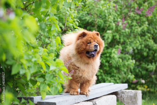 Fototapeta Naklejka Na Ścianę i Meble -  chow chow breed dog outdoors