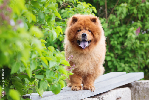 red chow chow dog standing on a bench photo