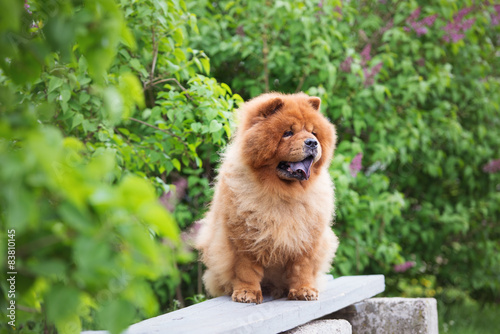 Fototapeta Naklejka Na Ścianę i Meble -  chow chow breed dog outdoors