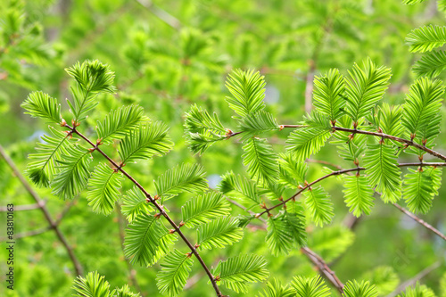 Urweltmammutbaum - Metasequoia glyptostroboides photo