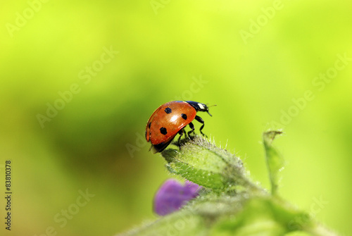red ladybug © Pakhnyushchyy