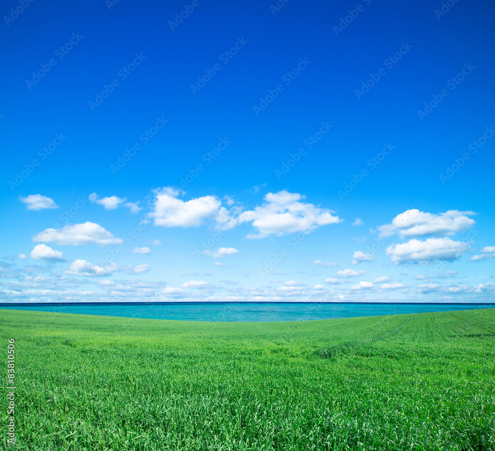 Fototapeta premium field