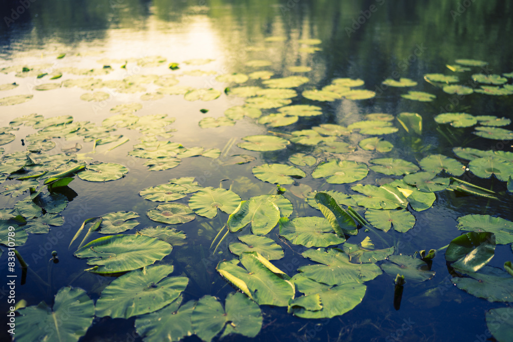 Lily pads in a lake with shallow depth of field Lily pads in a lake with shallow depth of field