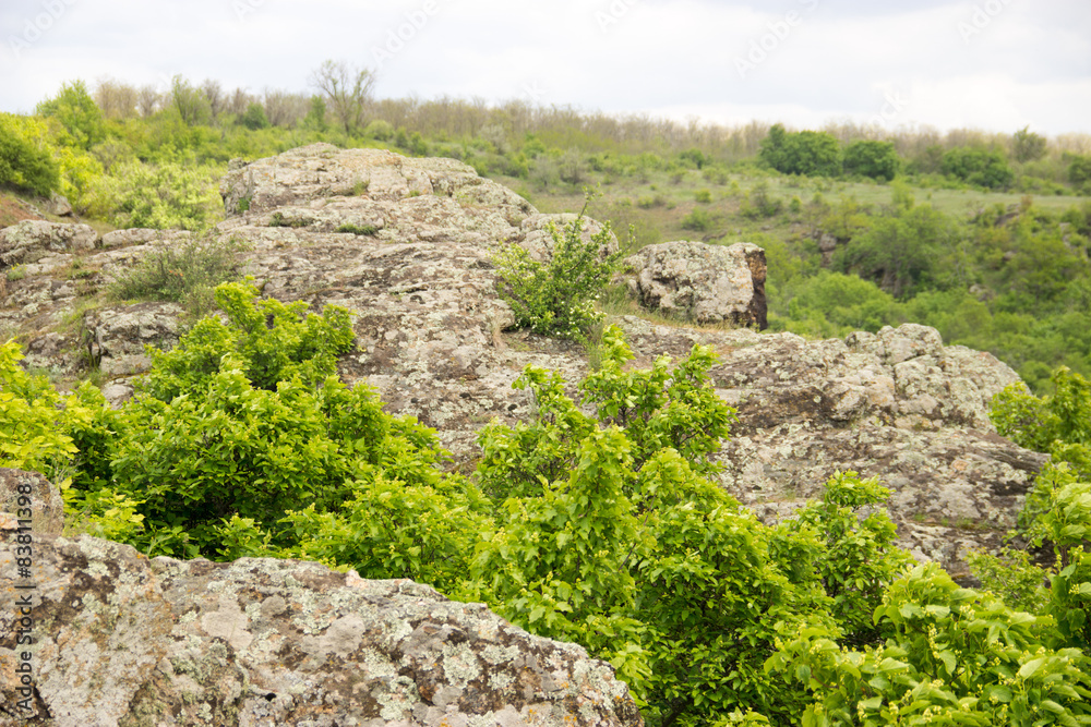 stones, moss, trees, natural texture, succulents stones, moss, trees, natural texture, succulents