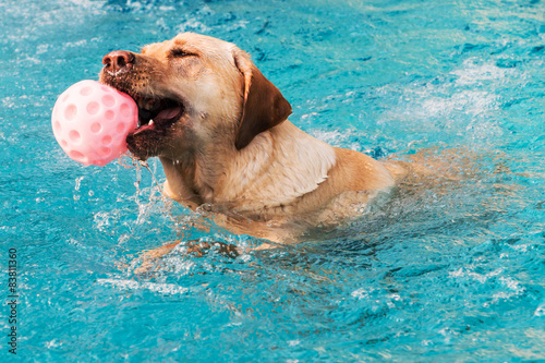 Labrador im Pool photo