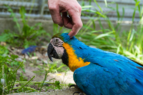 Macaw like to be loved.