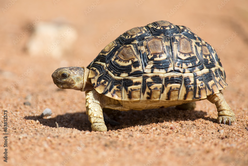 Leopard tortoise walking slowly on sand with protective shell Leopard tortoise walking slowly on sand with protective shell
