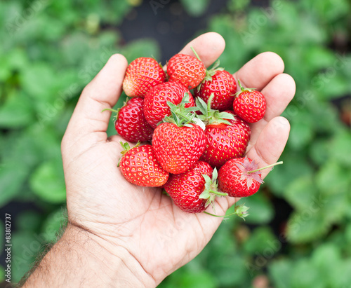 Strawberry fruits in a man's hands.
