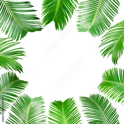 Frame of green palm leaves isolated on white