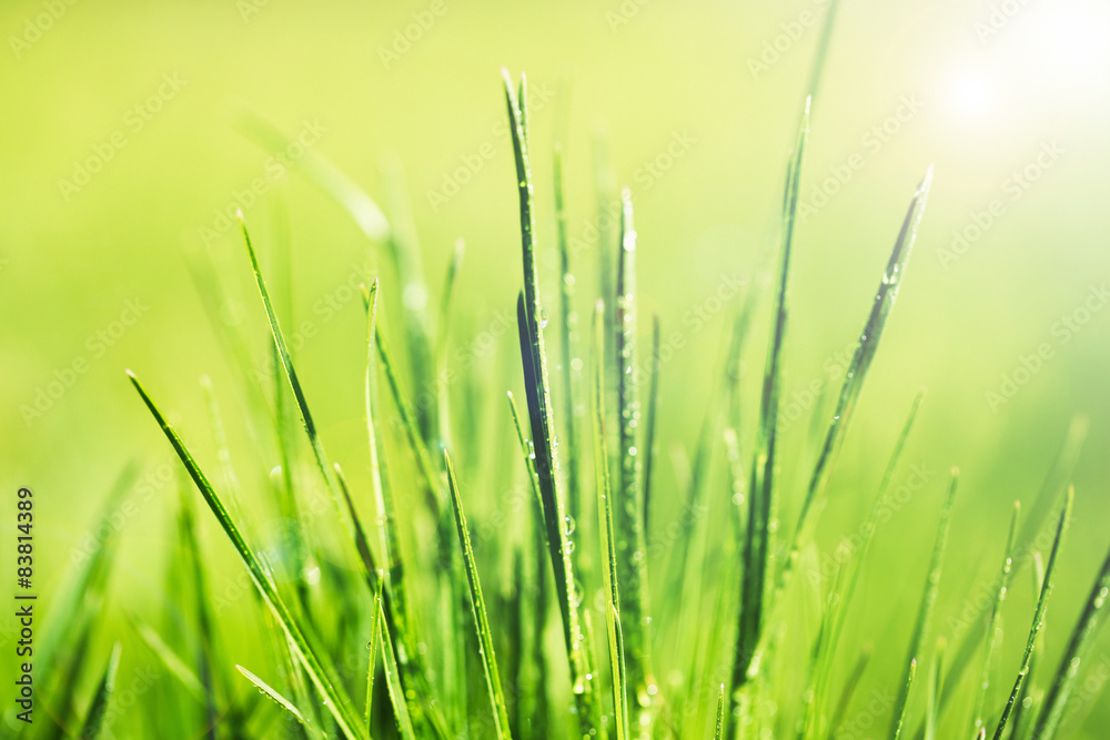 Obraz premium Green grass with dew, close up