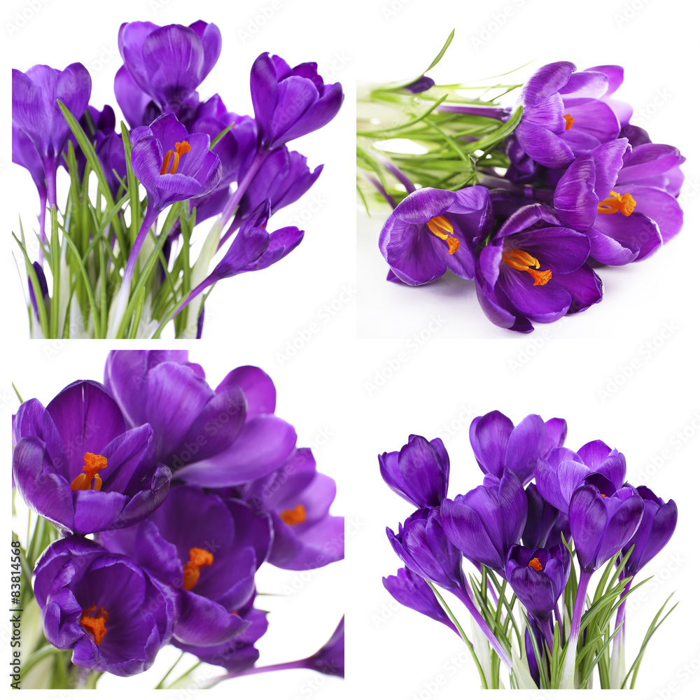 Collage of purple crocus isolated on white