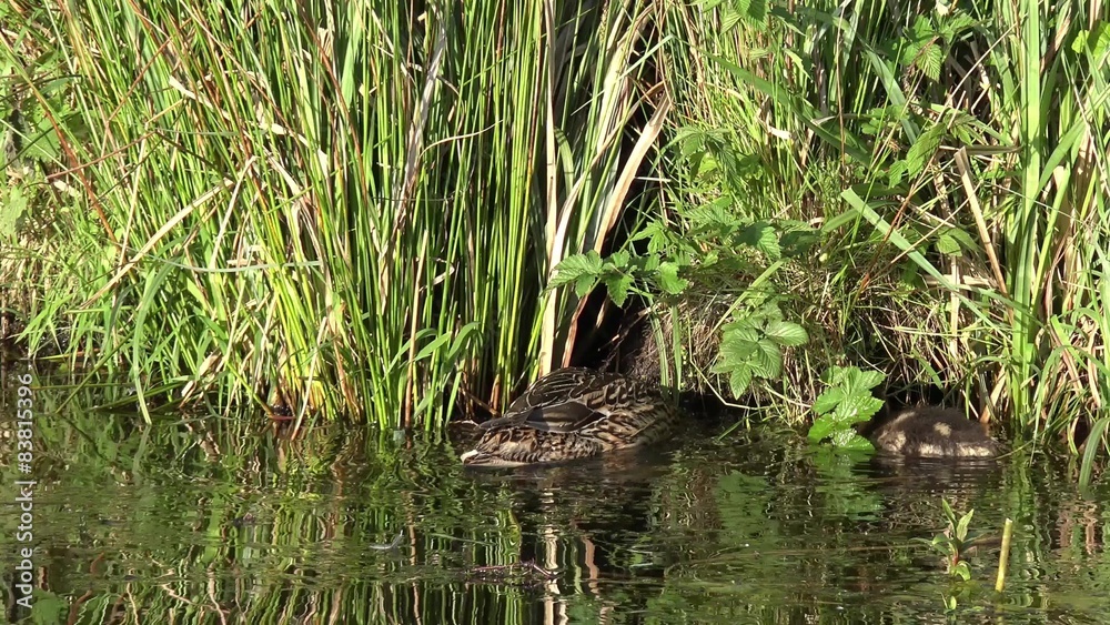 duck with ducklings Swimming on the lake duck with ducklings Swimming on the lake