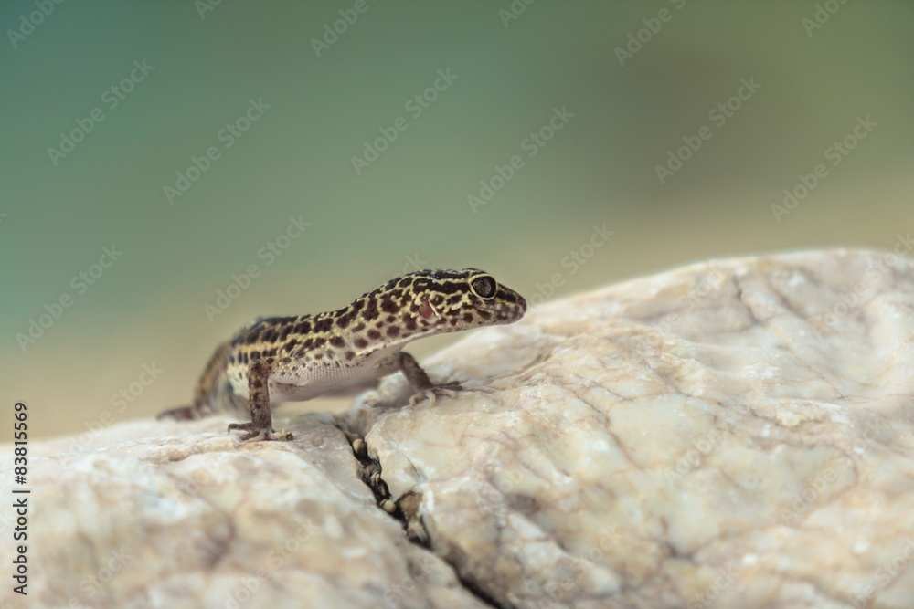 Gecko lizard on rocks Gecko lizard on rocks