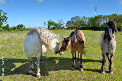 Fototapeta Naklejka Na Ścianę i Meble -  trois chevaux