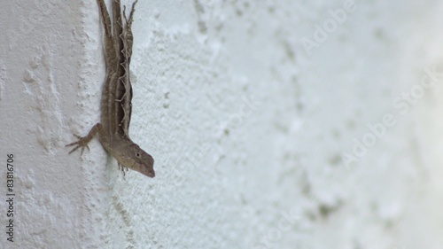 LIzard upside down on stucco wall, 4K