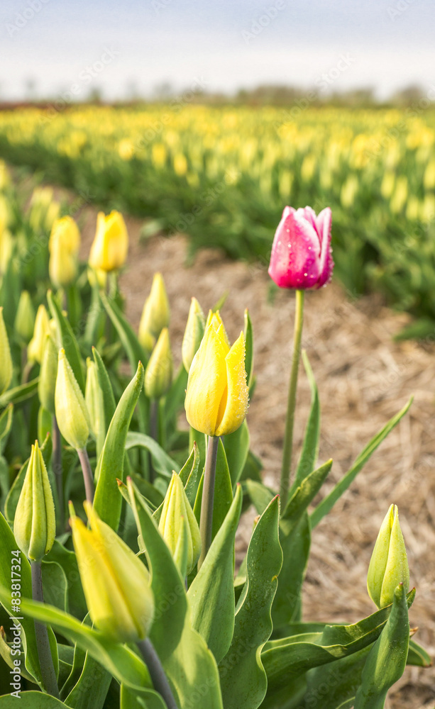 Obraz premium Tulpen
