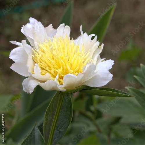 Peony - Paeonia