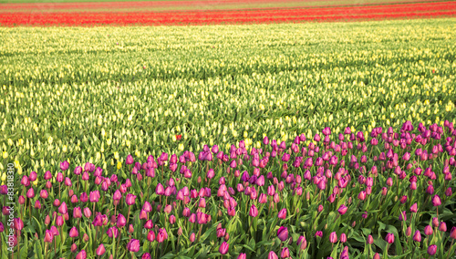 Tulpen © marcus_hofmann