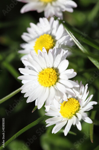 daisies