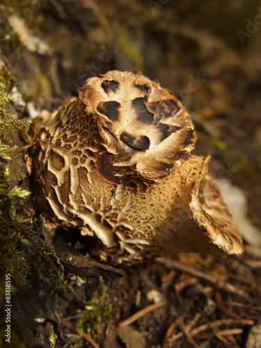 Baumpilz im Wald