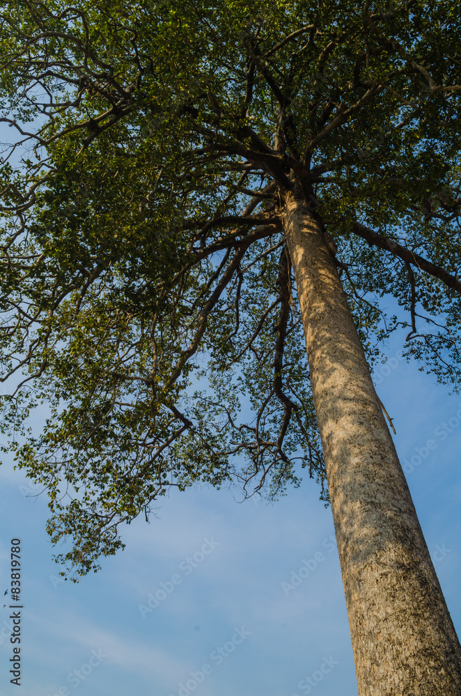 Fototapeta premium big tree