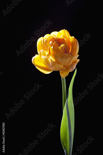 Eine gelbe Tulpe, Gegenlicht, schwarzer Hintergrund