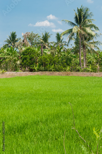 Rice fields mixtures of plant species