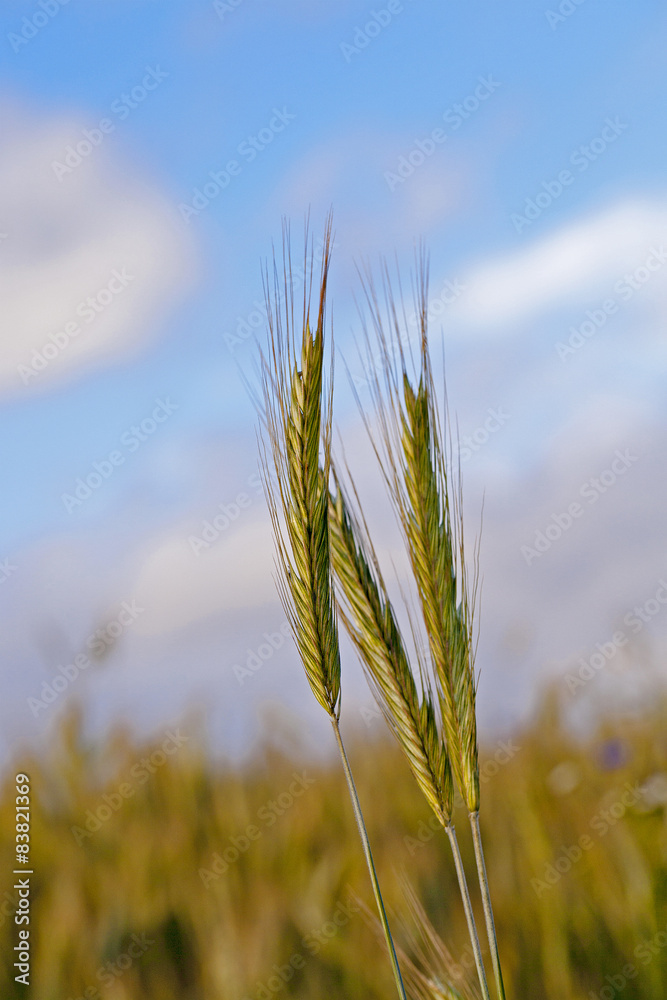 Obraz premium wheat ears