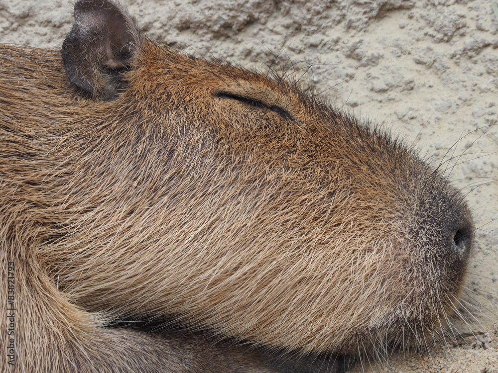Fototapeta premium カピバラ寝姿の顔アップ