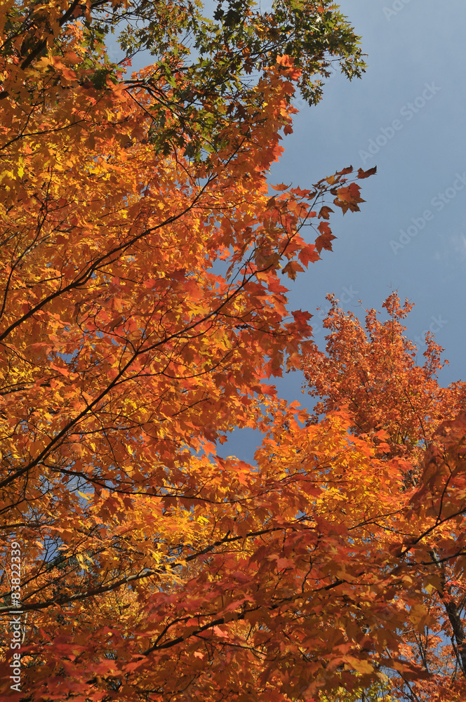 autumn maple leafs, Canada autumn maple leafs, Canada