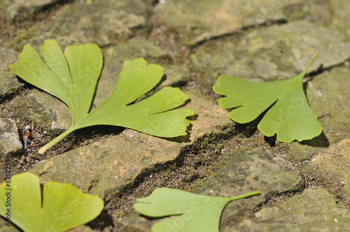 Ginkgo biloba closeup on the street photo