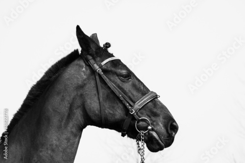 Horse's head © artemrybchak