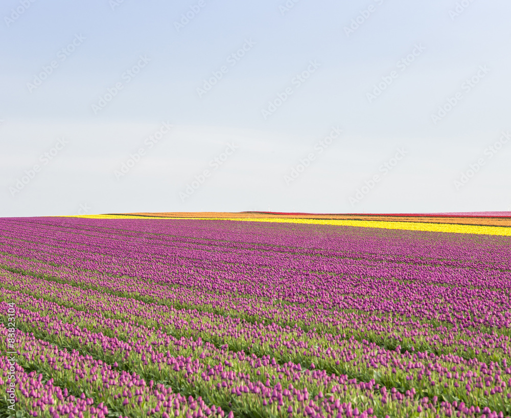 Obraz premium Tulpen