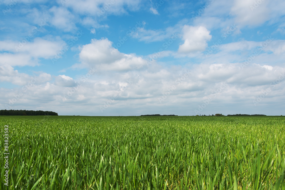 Green field.