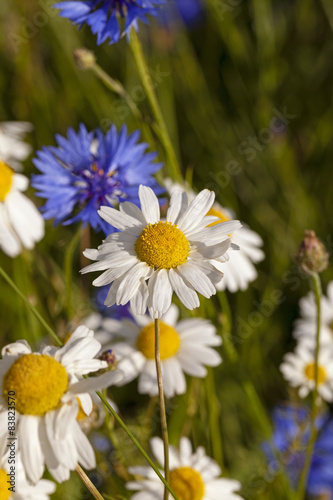 camomiles  