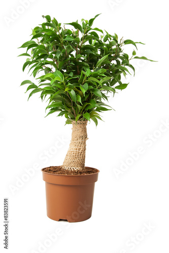 Ficus in a pot on white.