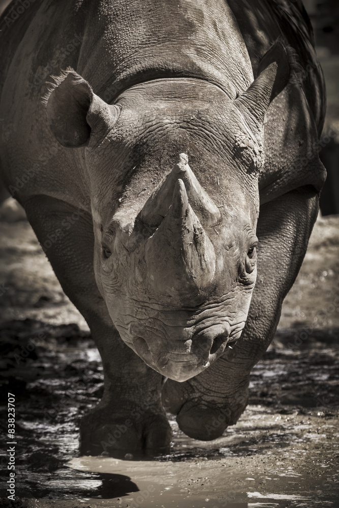 Naklejka premium Endangered Black Rhino charges towards camera at local zoo